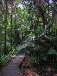 La rainforest 039.jpg