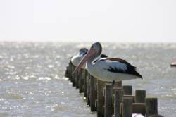 Messieurs les pélicans